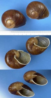 コミミヤッコマイマイ (仮称) Helicophanta guesteriana small