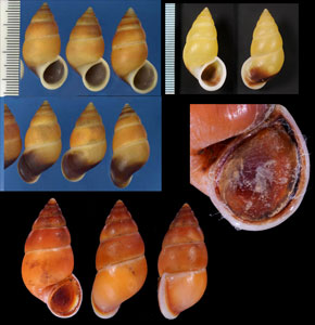 サフランオオサナギ (仮称) Hainesia crocea small