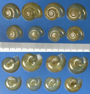 ベッコウマイマイ Bekkochlamys perfragilis small