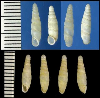 ケショウギセル Neophaedusa albela small