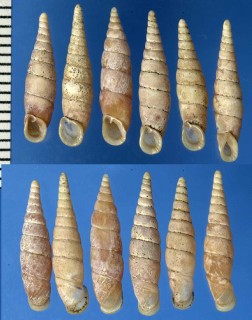 アラナミギセル Tyrannophaedusa oxycyma small