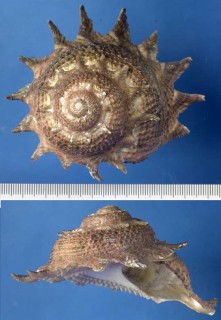ニチリンサザエ (ヘリオトロープ) Astraea heliotropium small