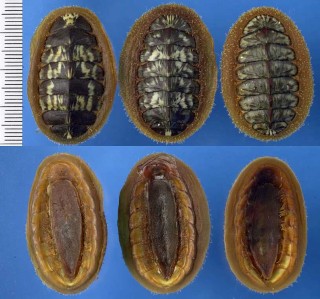 コケヒゲヒザラの一種 Mopalia lignosa small
