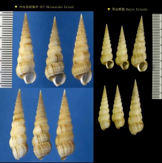 ホウオウイトカケ 鳳凰糸掛 Amaea splendida small