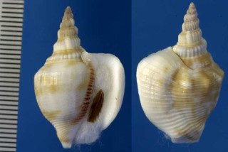 アラビアシドロ Strombus plicatus sibbaldi small