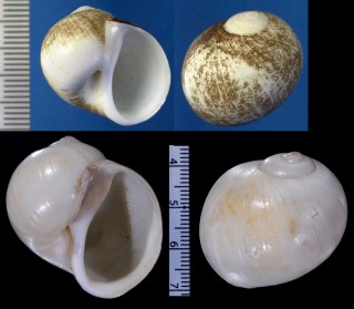 カブラタマ (仮称) Polinices napus small