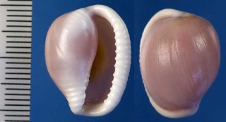 シラタマガイの仲間 Triviella rubra small