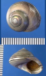 アルゼンチンのエビスガイ類 Photinula caerulescens small