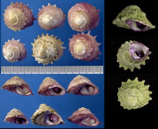 カサウラウズ Astralium heimburgi small