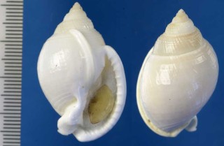 アンガスウラシマ Semicassis angasi small