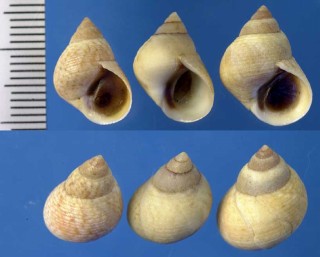 ブラジルのタマキビ類 Littorina flava small