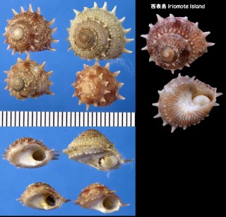 コグルマカンス Bolma minutiradosa small