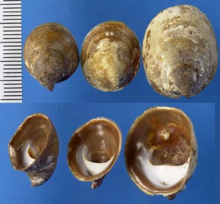 フネガイの仲間　アメリカ Crepidula adunca small