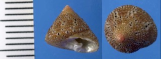 シロナツモモ Clanculus gemmulifer pallidus small
