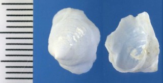 カリバガサガイの仲間 和歌山未詳 Crepidula sp. small