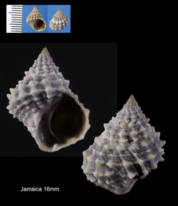 トゲタマキビ Nodilittorina tuberculata small