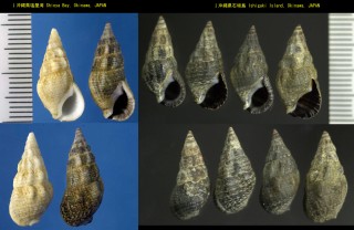 セムシツノブエ Clypeomorus irrorata small