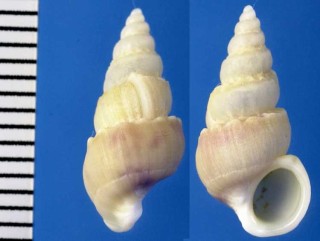 オパールネジガイの仲間 Opalia funiculata small