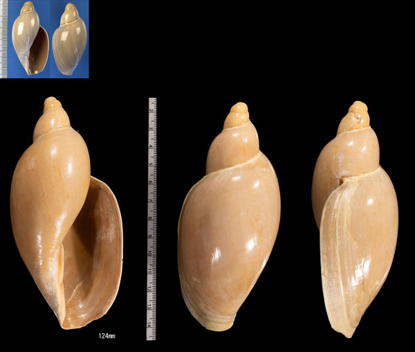 ミガキコオロギボラ Marginellona gigas small