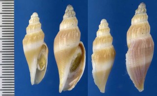 チイサヒタチオビ Fulgoraria minima small