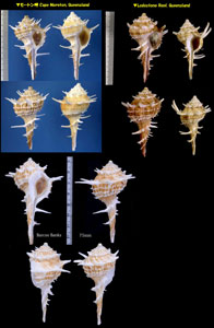 カラタチボラ Tudicula armigera small