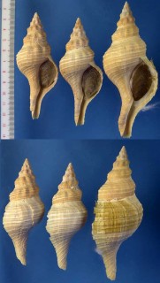 ダイオウイトマキボラ Pleuroploca gigantea small