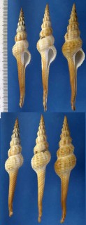 ホソニシの一種 Fusinus colus longicauda small