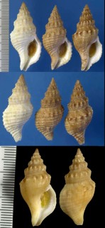 エロンガータミクリ (仮称) Afrocominella elongata small