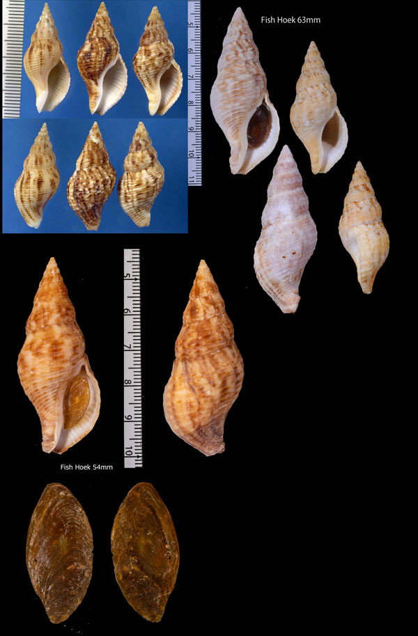 ケープミクリ Afrocominella capensis capensis small