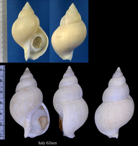 フウセンバイ (ボウズバイ) Buccinum humphreysianum small