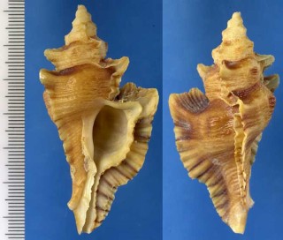 サンカクヨウラク Pterynotus triformis small