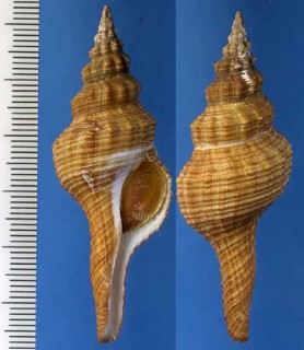 ヒメチトセボラ Fusinus tessellatus small