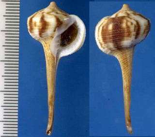 シモトボラ Tudicula inermis small