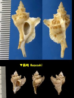 ヤマトヨウラク Ocenebra modesta small