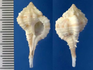 フロリダのツブリボラの仲間 Haustellum anniae small