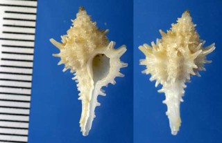 アザミツブリ Muricopsis multispinosus small