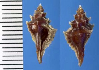 フロリダのスズカケガイダマシの仲間 Eupleura sulcidentata small