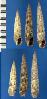 トクサモドキ 擬木賊 Duplicaria duplicata small