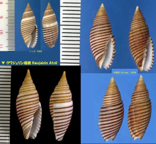 イトマキフデ 糸巻筆 Domiporta filaris small