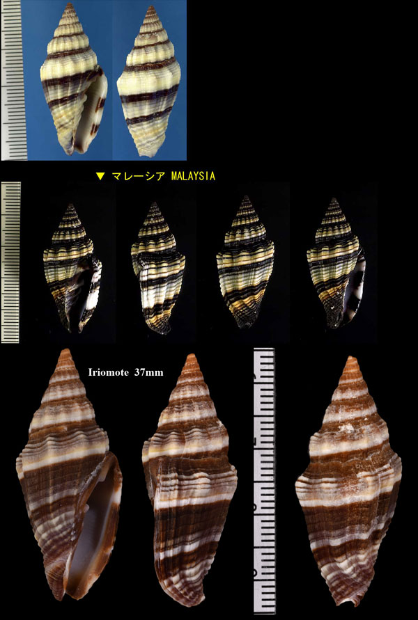 シワミノムシ Vexillum rugosum small