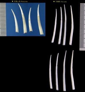 ムチツノガイ 鞭角貝 Dentalium rhabdotum small