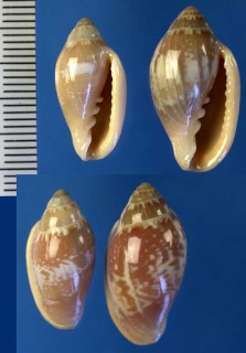 コガネヘリトリ Marginella aurantia small