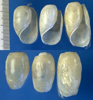 ウツセミガイ Akera soluta small