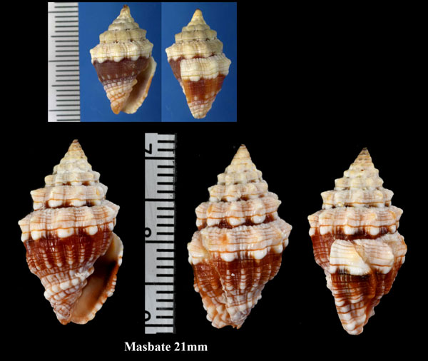 クチベニオトメフデ Vexillum patriarchale small