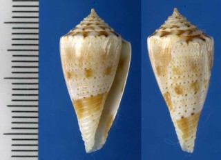 オトヒメイモ Conus otohimeae small