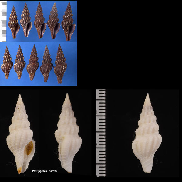 アラレタケノコモミジボラ Aguilaria subochracea small