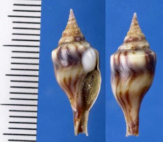 タテジマカザリクダマキ Perrona lineata small