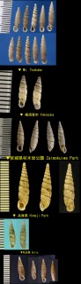 ヒメギセル Vitriphaedusa micropeas small