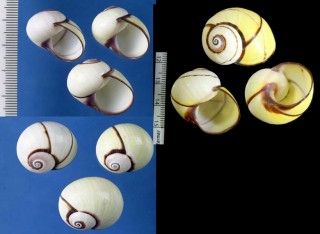 ヘリトリコダママイマイ Polymita picta fuscolimbata small