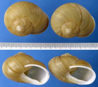 キューバモエギマイマイ（仮称） Zachrysia guanensis costulata small